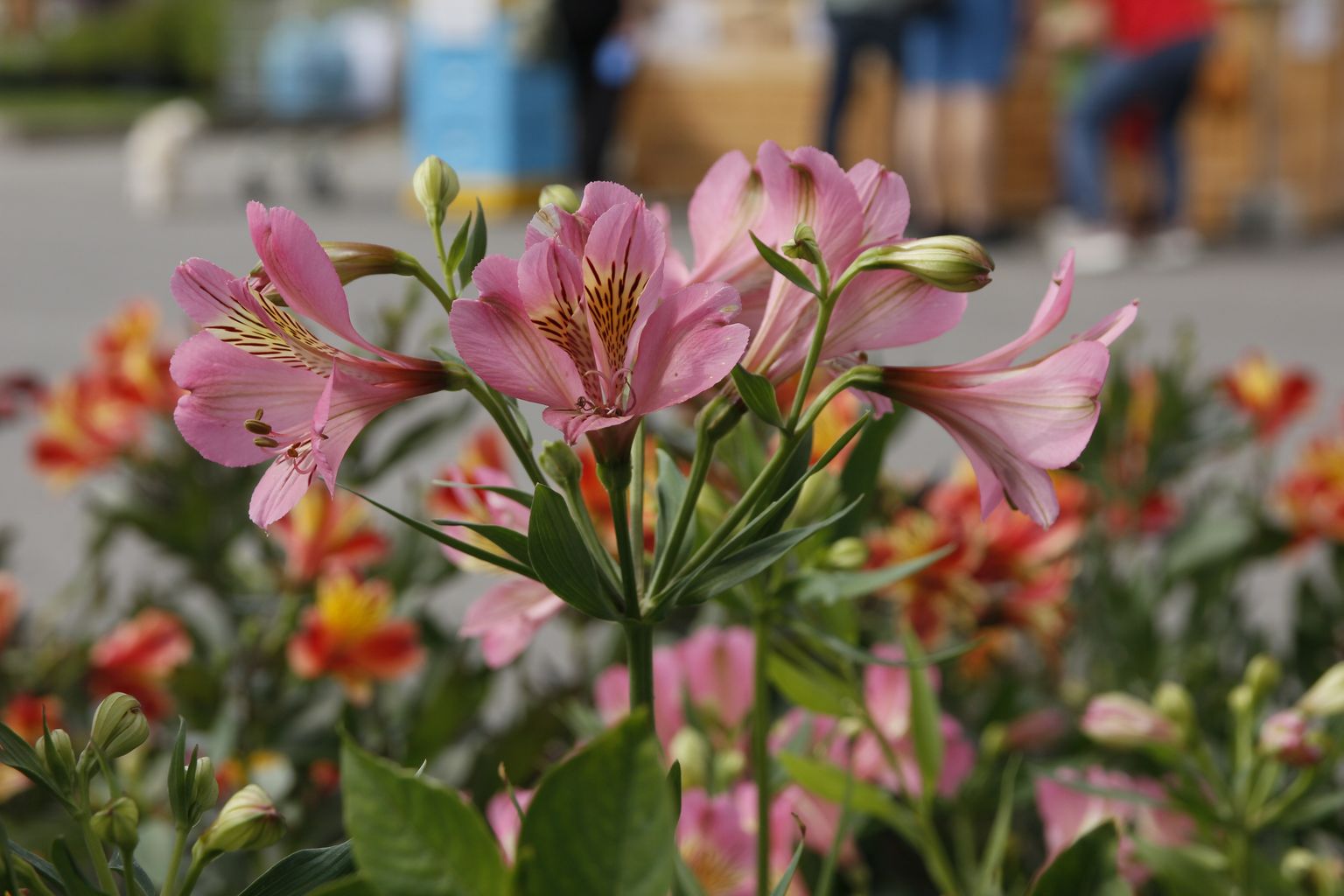 Einladung zur jährlichen Herbstmesse im Garten im Pomorskie Großhandelszentrum für Landwirtschaft und Lebensmittel